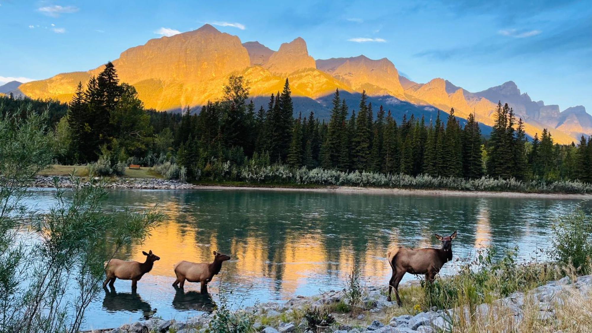 #304 Mountain View 1Br In Canmore Dt מראה חיצוני תמונה